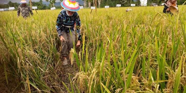 Wabup Merlan S. Uloli saat melakukan Panen Padi Sawah di Desa Toto Selatan, Kecamatan Kabila, Selasa (17/1/2023). (Foto Indra/Gopos)