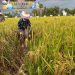 Wabup Merlan S. Uloli saat melakukan Panen Padi Sawah di Desa Toto Selatan, Kecamatan Kabila, Selasa (17/1/2023). (Foto Indra/Gopos)