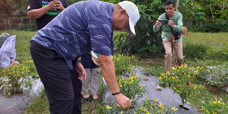 Bupati Bone Bolango, Hamim Pou saat melakukan panen cabai varietas Dewata di Desa Molintogupo, Kecamatan Suwawa Selatan, Sabtu (21/1/2023). (Foto Indra/Gopos)