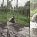 Foto: TikTok/fatmaj_87