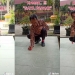 Foto: Kolase TikTok @asrinal_dj8
