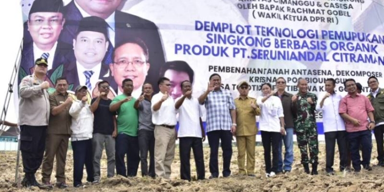 tanam singkong