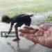 Warga Desa Bumela, Kecamatan Bilato, mengumpulkan butiran hujan es.