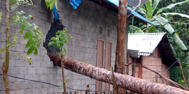 Rumah milik Yusuf Hasan di Desa Muara Bone, Kecamatan Bone, Kabupaten Bone Bolango, mengalami kerusakan akibat tertimpa pohon tumbang.(istimewa)