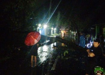 Situasi pohon tumbang di Desa Ombulo, Kecamatan Limboto Barat, Kabupaten Gorontalo
