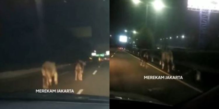 Foto: Tangkapan Layar Instagram @merekamjakarta