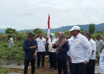 Wabup Merlan S. Uloli bersama Kepala Dinas Ketahanan Pangan dan Pertanian, Yusbar Ismail saat mendampingi Tim Verifikasi Lapangan Anugerah Satya Lancana Wira Karya di Kebun Cabe Al-Hidayah Kecamatan Suwawa Selatan, Rabu (5/4/2023). (Foto Fauzi/Magang Diskominfo)