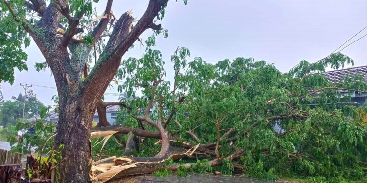 Pohon tumbang di jalan Otuhu, Kelurahan Hunggaluwa, Kecamatan Limboto, Kabupaten Gorontalo, Ahad (16/4/2023). (F. Istimewa)