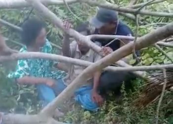 Satu Warga Tewas Tertimpa Pohon di Pohuwato