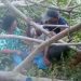 Kondisi korban Pali Koni usai insiden tertimpa pohon. (f. istimewa)