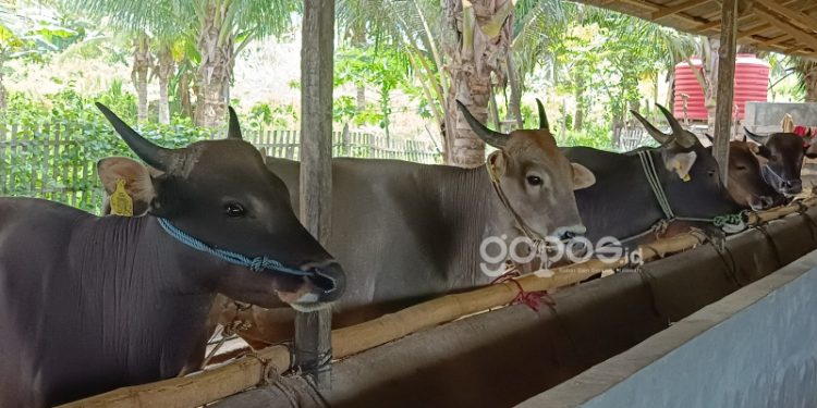 Hewan Ternak Sapi Binaan PGP yang ada di Desa Balayo, Kecamatan Patilanggio, Selasa (26/5/2023). (F Yusuf/gopos)