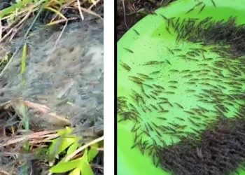 Cuplikan video yang menampakkan udang-udang berukuran kecil naik ke darat.