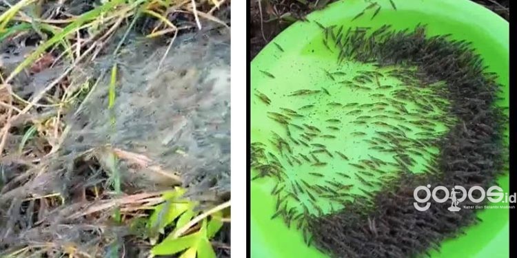 Cuplikan video yang menampakkan udang-udang berukuran kecil naik ke darat.