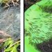 Cuplikan video yang menampakkan udang-udang berukuran kecil naik ke darat.