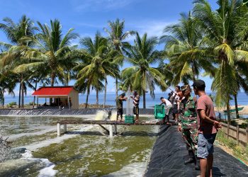 Proses panen udang vaname di Tambak Desa Tolotio, Kecamatan Bonepantai, Selasa (16/5/2023). (Foto Istimewa)