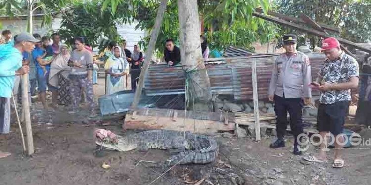 buaya