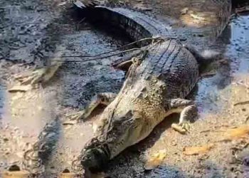 Buaya dengan panjang 3,60 meter diamankan pihak BKSDA, setelah terjaring di jaring ikan milik warga Kecamatan Monano, Kabupaten Gorontalo Utara belum lama ini. (foto.istimewa)