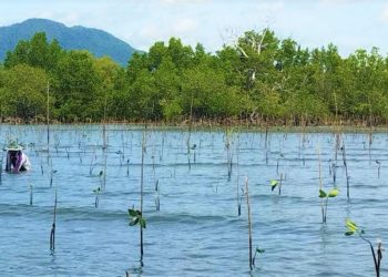 Mangrove Gorontalo. (F. dok humasprov)