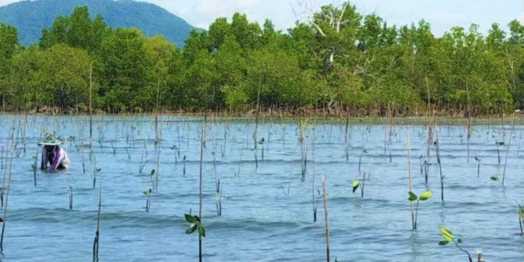 Pasar Karbon Amerika Lirik Terumbu Karang dan Mangrove Gorontalo