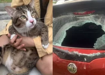 Bukti Kucing Punya Nyawa 9, Jatuh dari Sebuah Gedung Tapi Selamat Meski Menghancurkan Mobil (Facebook)