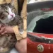 Bukti Kucing Punya Nyawa 9, Jatuh dari Sebuah Gedung Tapi Selamat Meski Menghancurkan Mobil (Facebook)