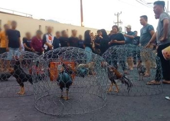 Aparat Polresta Gorontalo Kota saat mengidentifikasi 41 pelaku sabung ayam bersama barang bukti, Ahad (18/6/2023).(F. Sari/gopos)