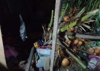 Pohon kelapa yang menimpa rumah Djafar Mustafa dan Sahria Rajak yang menyebabkan bayinya tewas.(F. istimewa)