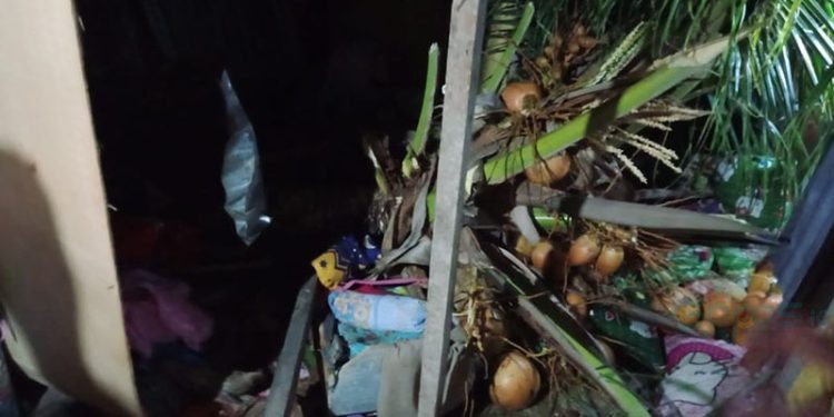 Pohon kelapa yang menimpa rumah Djafar Mustafa dan Sahria Rajak yang menyebabkan bayinya tewas.(F. istimewa)
