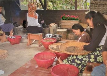 UMKM binaan Pertamina Kandora Coffee di Tana Toraja, Sulawesi Selatan.