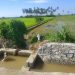 Sawah di Desa Molosipat, Kecamatan Popayato Barat yang terdampak aktivitas pertambangan ilegal, Minggu (20/8/2023). (Yusuf/Gopos)