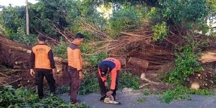 Sejumlah pohon tumbang di Kota Gorontalo terjadi pada hari ini, Kamis (14/9/2023).