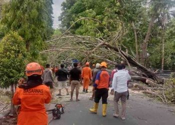 Badan Penanggulangan Bencana Daerah (BPBD) Kota Gorontalo menghimbau masyarakat agar waspada pohon tumbang.