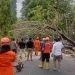 Badan Penanggulangan Bencana Daerah (BPBD) Kota Gorontalo menghimbau masyarakat agar waspada pohon tumbang.