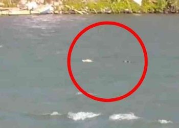 Seekor Buaya Muncul di Belakang Kantor Lurah Tenda, Kota Gorontalo. (Istimewa)