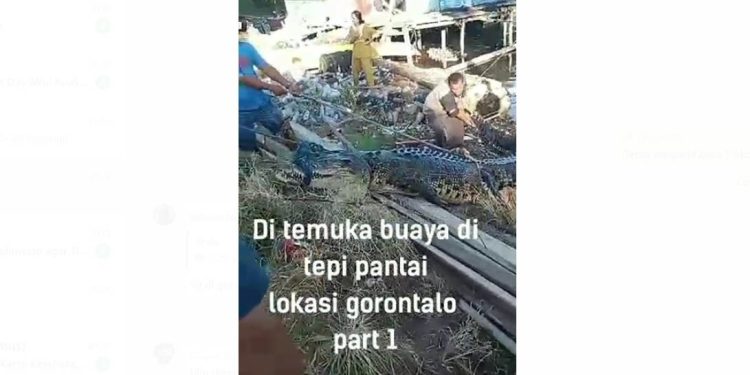 Cuplikan video yang menyertai kabar penangkapan seekor buaya di Leato, Kota Gorontalo.(istimewa)