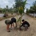 Aksi protes pemuda di Kecamatan Mootilango menanam bibit pohon kelapa menuju lokasi pelaksanaan World Coconut Day yang akan digelar di Desa Huyula, Kecamatan Mootilango, Kabupaten Gorontalo.(Yusuf/gopos)