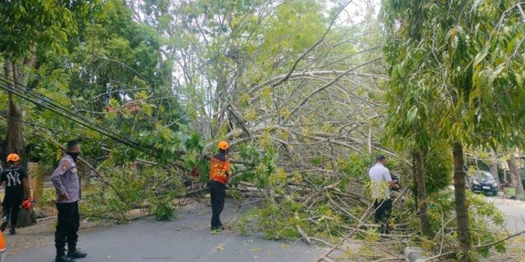 Pohon Tumbang yang terjadi di jalan Joesoef Dalie atau JDS kelurahan Wongkaditi Barat Kecamatan Kota Utara pagi tadi (13/9/2023). foto putra/gopos