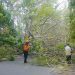 Pohon Tumbang yang terjadi di jalan Joesoef Dalie atau JDS kelurahan Wongkaditi Barat Kecamatan Kota Utara pagi tadi (13/9/2023). foto putra/gopos