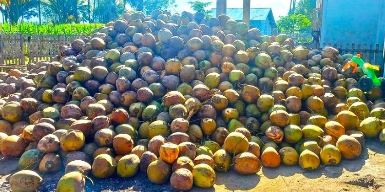 Hasil panen kelapa di Gorontalo.(ilustrasi/istimewa)