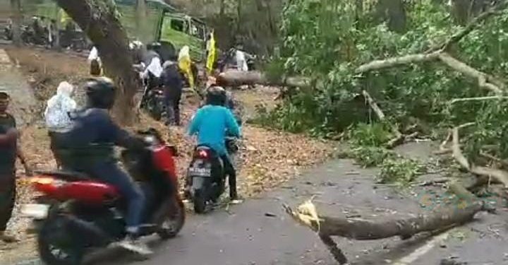 Pohon tumbang di jalan Trans Sulawesi Desa Pontolo, Kecamatan Kwandang, Gorontalo Utara.