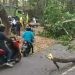 Pohon tumbang di jalan Trans Sulawesi Desa Pontolo, Kecamatan Kwandang, Gorontalo Utara.