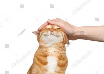 Kucing. (Shutterstok)