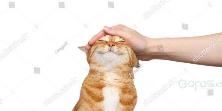 Kucing. (Shutterstok)