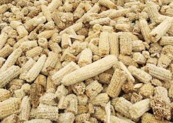 ilustrasi limbah jagung.(istimewa)