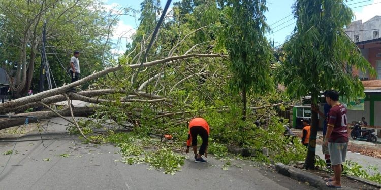 Sebuah pohon besar kembali tumbang di Kota Gorontalo, Ahad Sore (19/11/2023)
