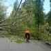 Sebuah pohon besar kembali tumbang di Kota Gorontalo, Ahad Sore (19/11/2023)