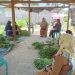 Anggota DPRD Provinsi Gorontalo, Yeyen Sidiki saat melaksanakan kunjungan kerja untuk menyerap aspirasi kelompok tani di Kabupaten Bone Bolango, Senin ((7/11/2023) (istimewa)