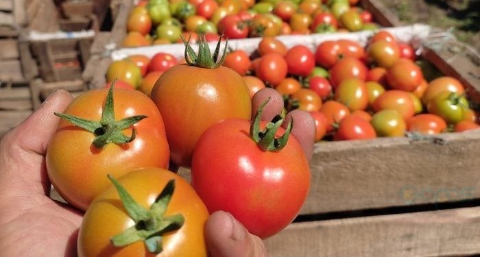 ilustrasi panen tomat.(fb/istimewa)