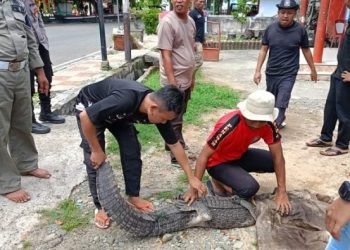 Seekor buaya saat diamankan petugas Damkar dari jaring nelayan di Desa Pentadu Timur, Tilamuta, Boalemo, Ahad (24/12/2023).