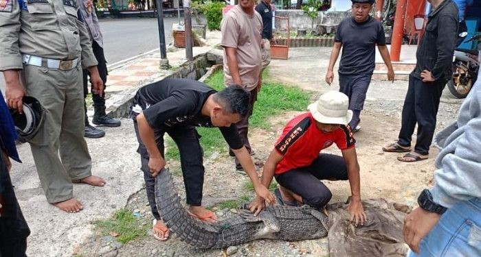 Seekor buaya saat diamankan petugas Damkar dari jaring nelayan di Desa Pentadu Timur, Tilamuta, Boalemo, Ahad (24/12/2023).